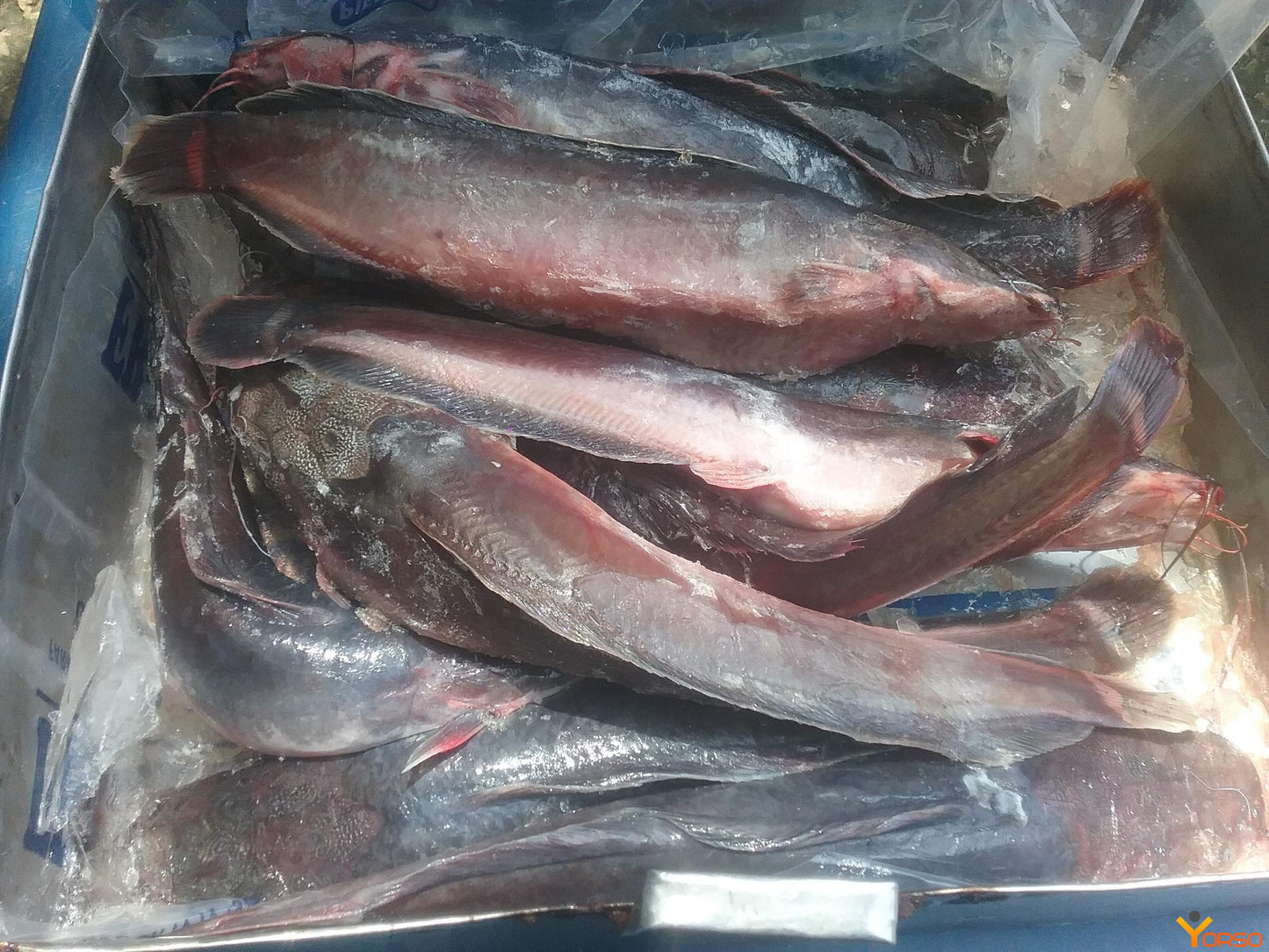 Frozen Catfish Gutted-3 Pieces