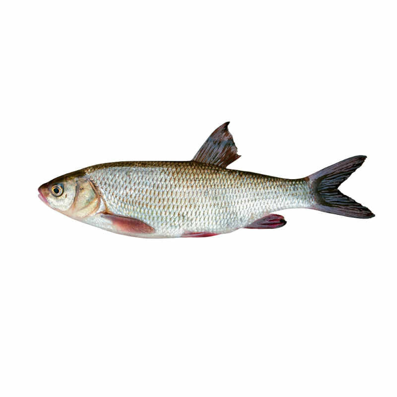 Frozen Hake Fish 1kg