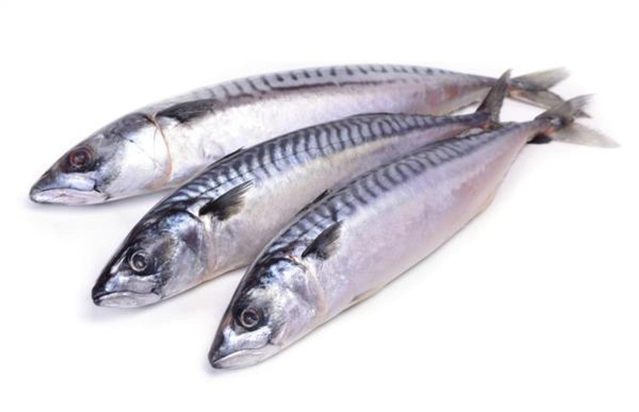 Frozen Mackerel Fish 4 Pieces