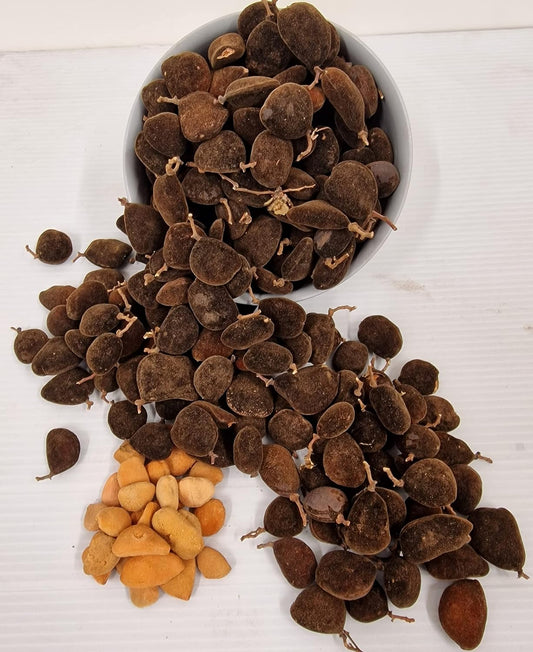 Black Velvet Tamarind Awin, likki -Likki. Sun Dried (Dialium cochinchinense) 300gr 500gr 1kg